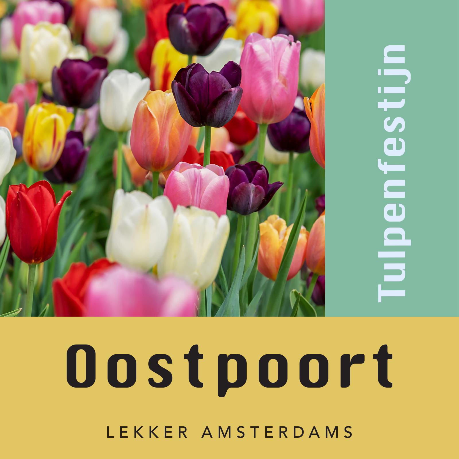 Tulpenfestijn in Oostpoort